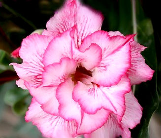 (image for) Rare Adenium Seeds \'Double Kings\' (5 Per Pack)